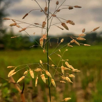 Rumput Liar