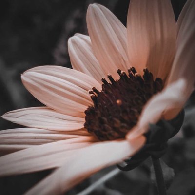 "Pink Sunflower"