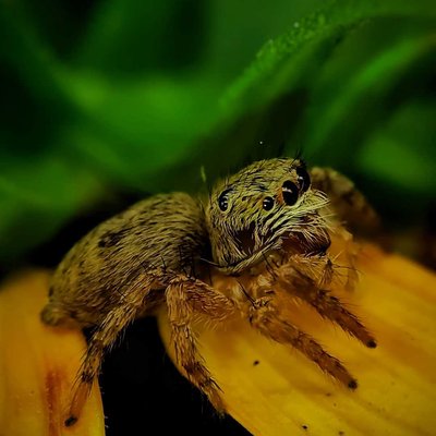 Salticidae (jumping spiders)