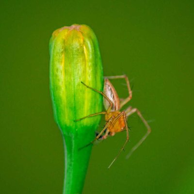 Spider🕷