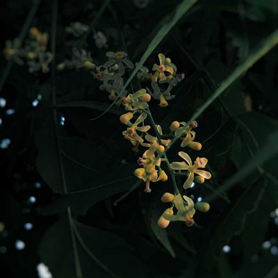 Azadirachta indica

Flowers 