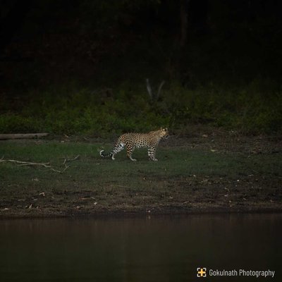 The Leopard Series