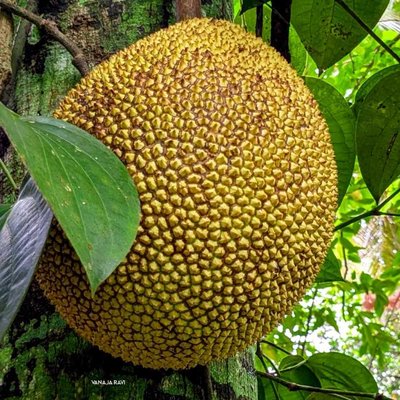 Jackfruit