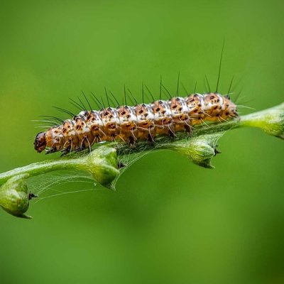 The Catterpillar effect😝
