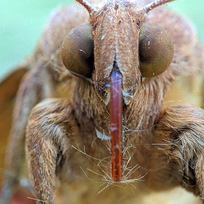 Lasiocampidae