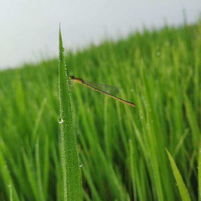 mobile macrophotography