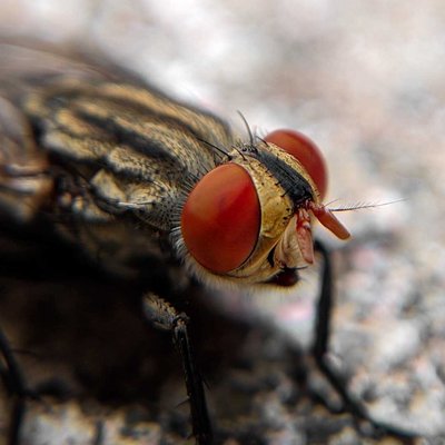 Common Housefly 