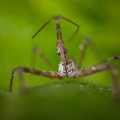Guess the name of this spider