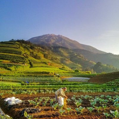 Kegiatan Para Petani