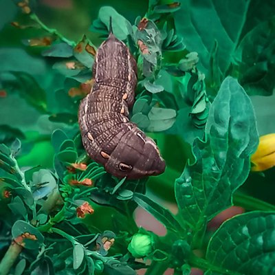 Hippotion Celerio