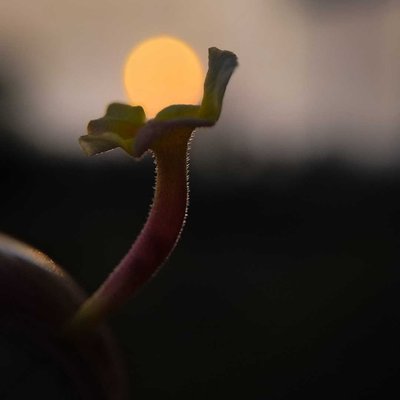 Sunsets are the proof that ending can be beautiful too. 