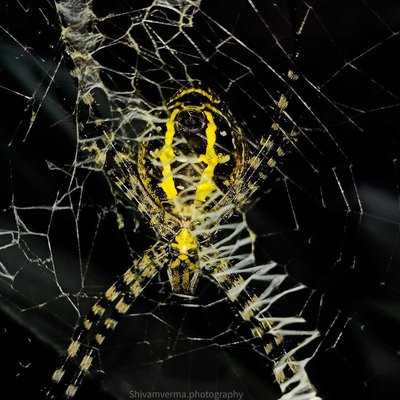Signature Spider 😃