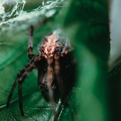 macro photography 