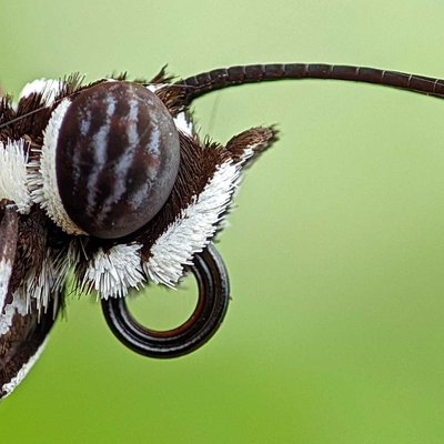 macro
