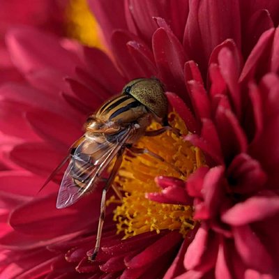 POLLINATORS 