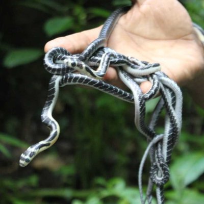 cobra babies