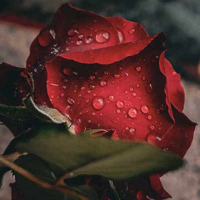 rose