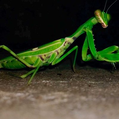 Insects