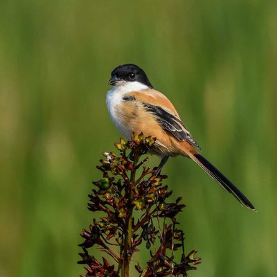 Long-tailed shrike. 