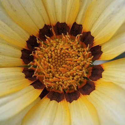 Gazania linearis 