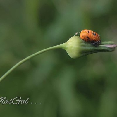 Pupa