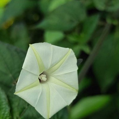Ipomoea obscura