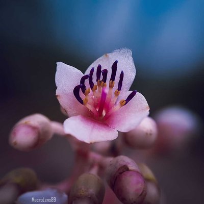 Medinilla