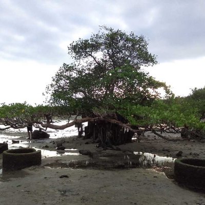 Pohon Mangrove
