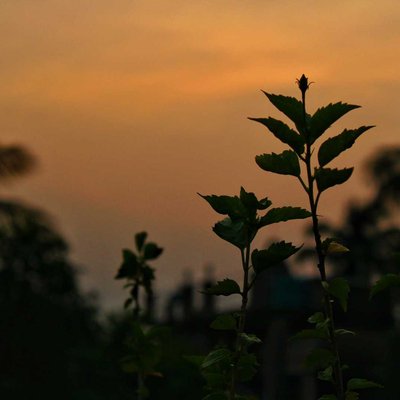 Sunset Through A Flower