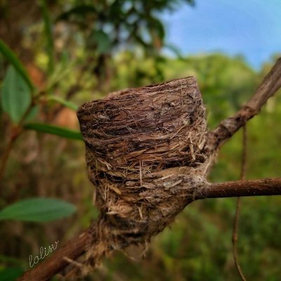 Empty birdnest.