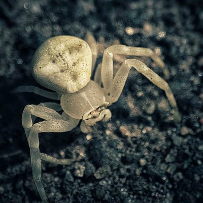 Latrodectus pallidus