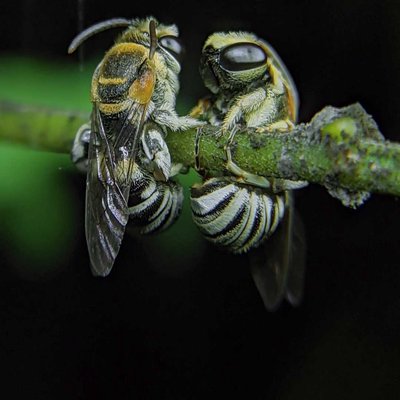 mobile macrophotography