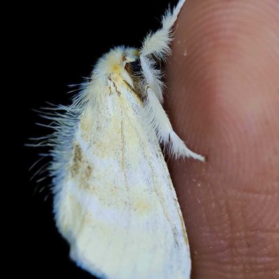 Moth