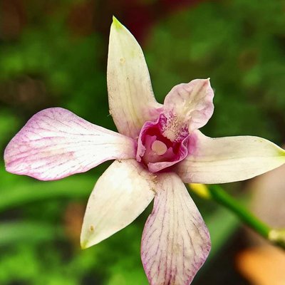 Dendrobium 