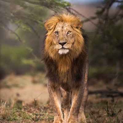 The HANDSOME KING 👑