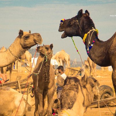 Pushkar mela ground 
