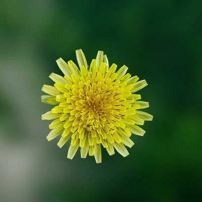 Sonchus asper💛