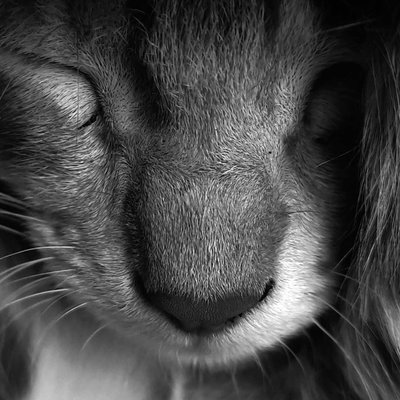 Sleeping Beauty