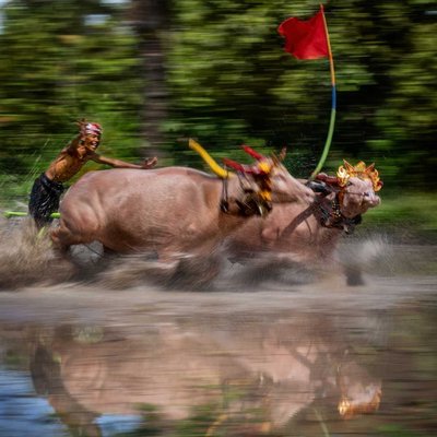 Traditional Buffalo Race