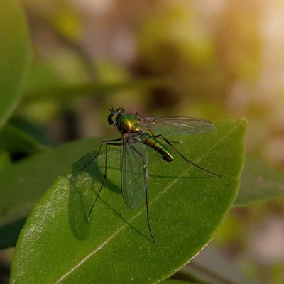 Condylostylus Insect