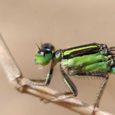 Damselfly.