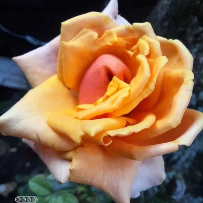 mawar orange