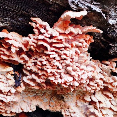 #fungus