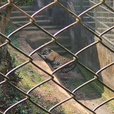 Spotted a Tiger resting in Nandankanan Zoological park📸