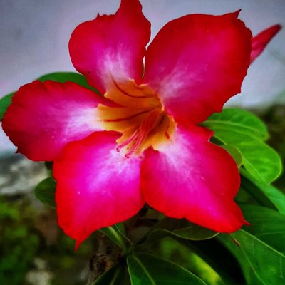 Kamboja Jepang (Adenium Obesum
