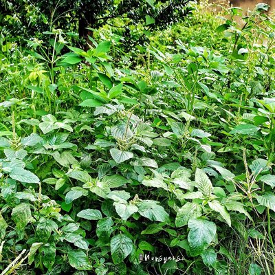 Bayam Liar, Gulma Enak Banyak Manfaat