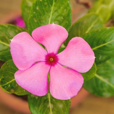 Pink Flower 🌷🌸