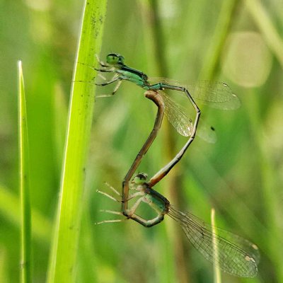 Damselfly.