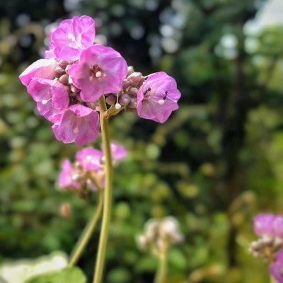 🌺