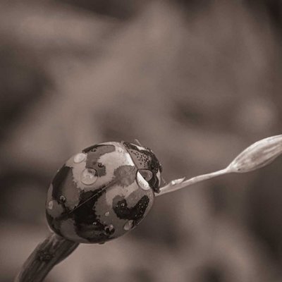 Ladybug Vintage 